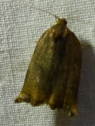 Réf. 253 771 : Archips sp.