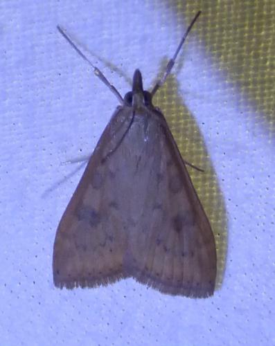 Réf. 253 566 : Udea ferrugalis