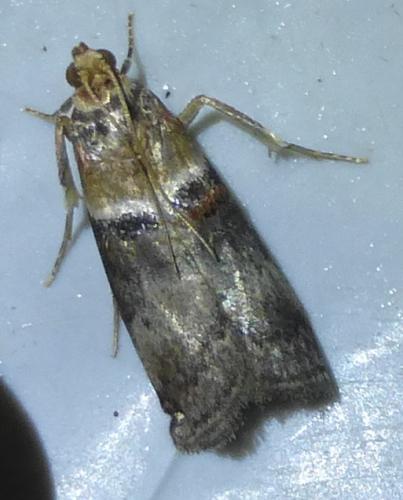 Acrobasis tumidana