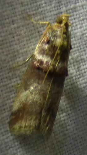 Acrobasis tumidana