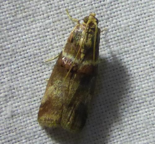 Réf. 253 647 : Acrobasis tumidana