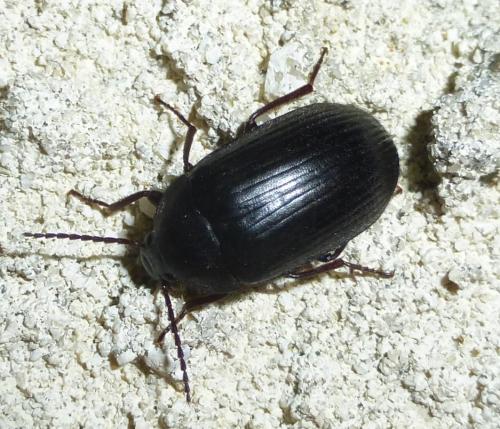 Réf. 253 573 : Prionychus sp.