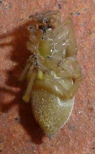 Cheiracanthium sp.