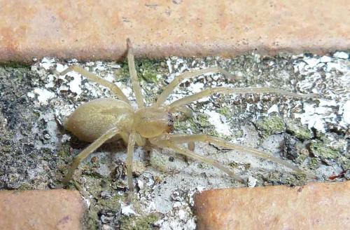 Réf. 253 089 : Cheiracanthium sp.