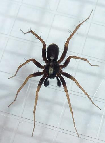 Pardosa sp.