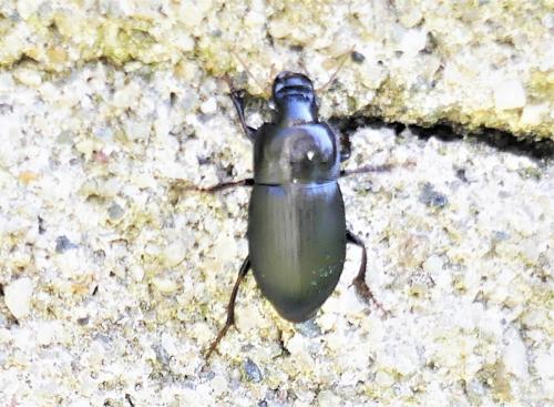 Harpalus sp.