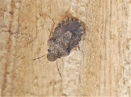Réf. 253 439 : Sciocoris sp.