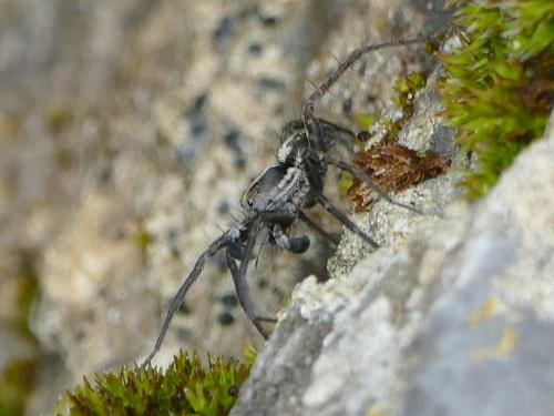Pardosa sp.