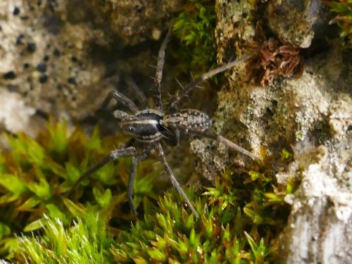 Pardosa sp.