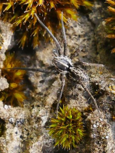 Pardosa sp.