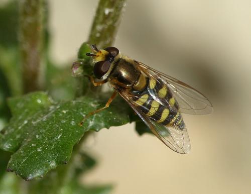 Réf. 253 217 : Eupeodes corollae