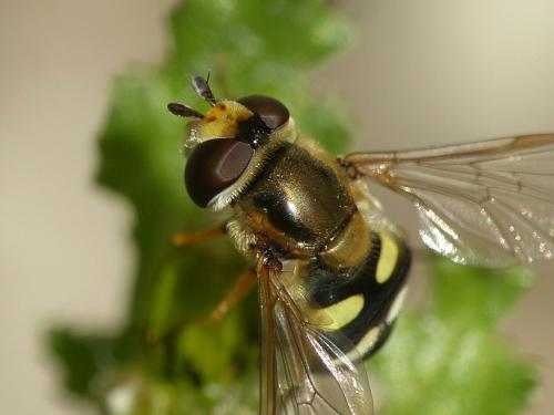 Eupeodes corollae