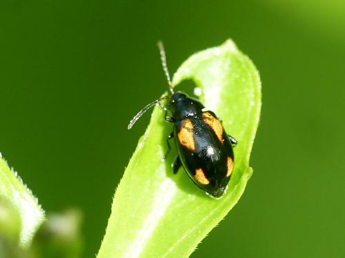 Réf. 253 555 : Phyllotreta exclamationis