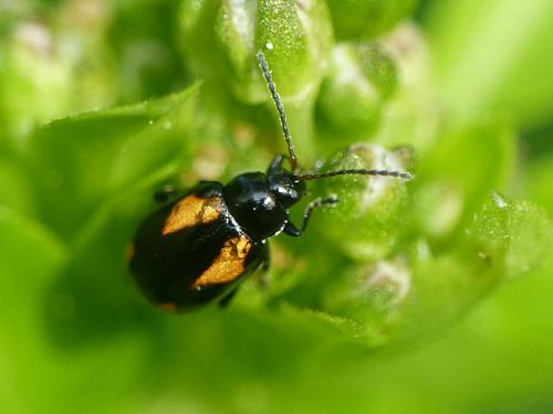 Réf. 253 554 : Phyllotreta exclamationis