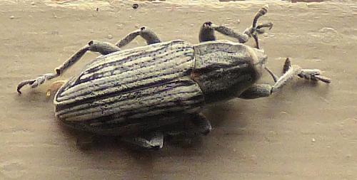 Réf. 253 712 : Mecaspis alternans