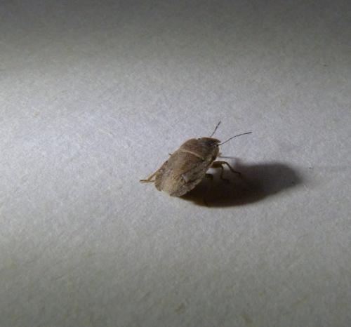 Sciocoris homalonotus
