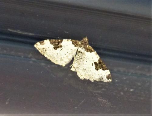 Xanthorhoe fluctuata