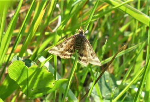 Pyrausta despicata