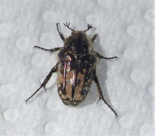 Oxythyrea funesta
