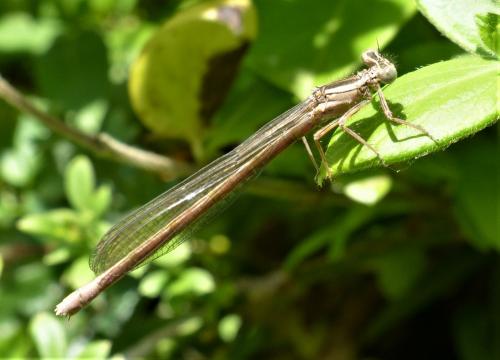 Platycnemis acutipennis
