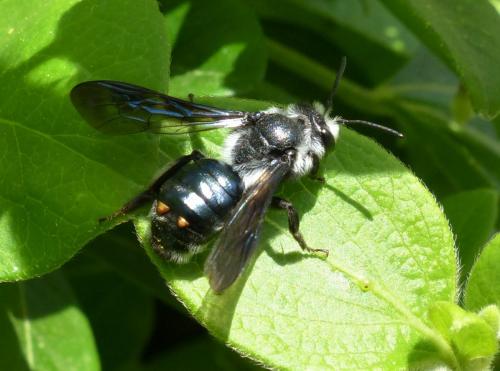 Andrena agilissima