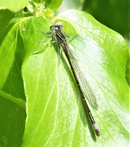 Ischnura elegans