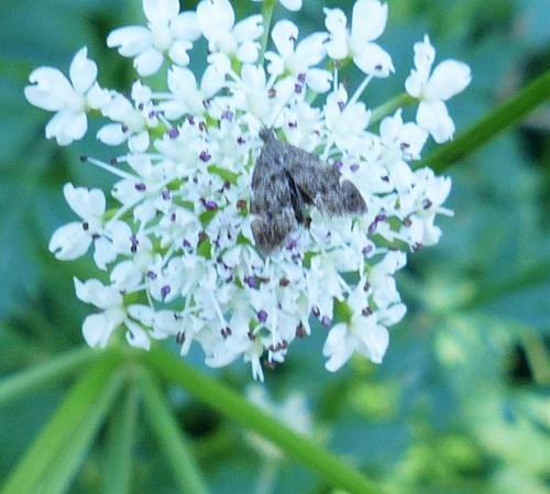 Anthophila fabriciana