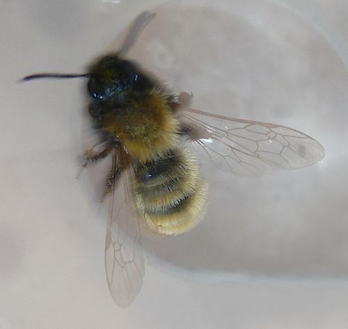 Andrena sp.