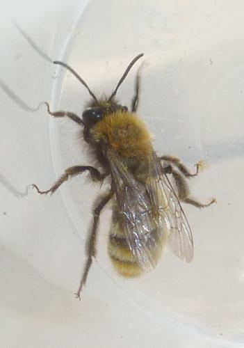 Andrena sp.