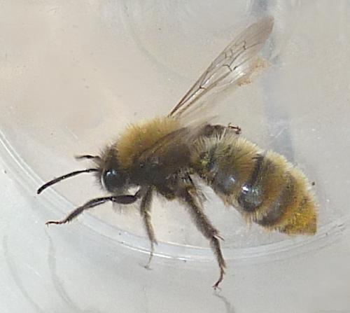 Andrena sp.