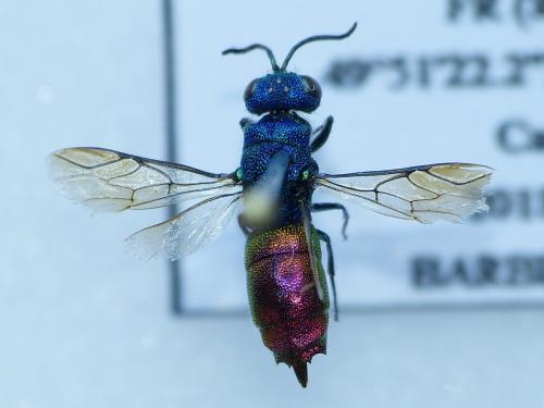 Chrysis (ignita)