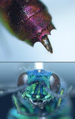 Réf. 253 970 : Chrysis (ignita)