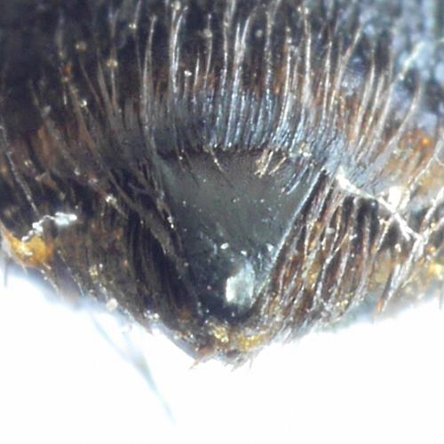Andrena cineraria