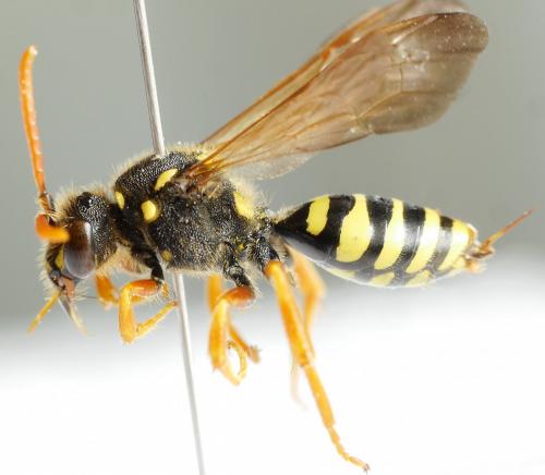 Nomada goodeniana