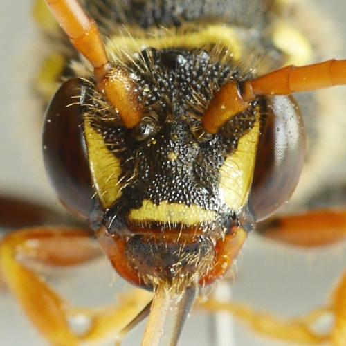 Nomada goodeniana