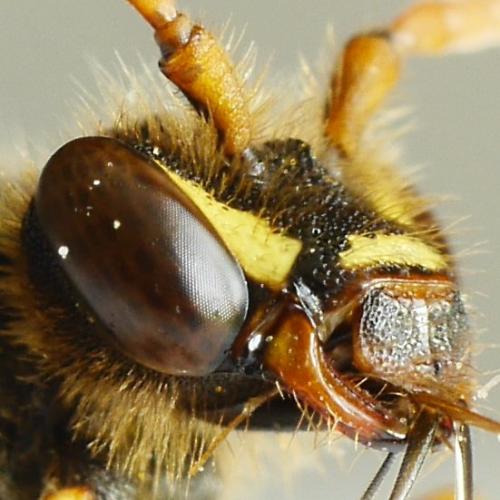 Nomada goodeniana