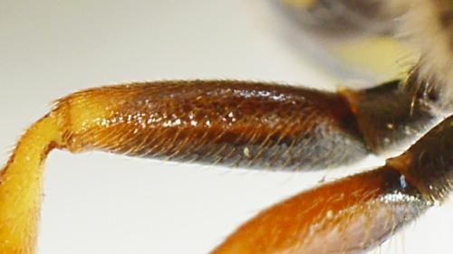 Nomada goodeniana
