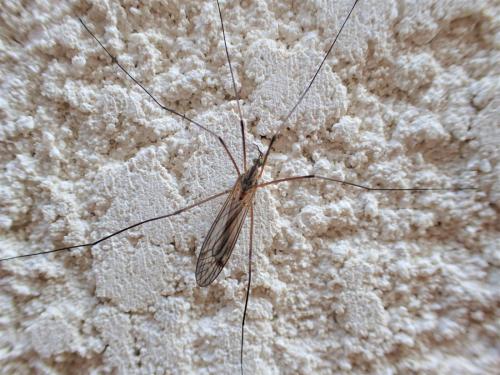 Tipula vernalis