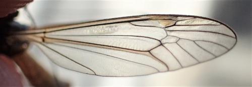 Réf. 253 289 : Tipula vernalis