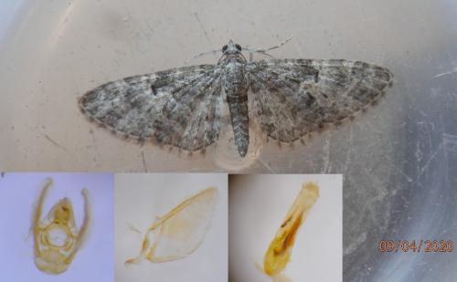 Réf. 253 078 : Eupithecia dodoneata