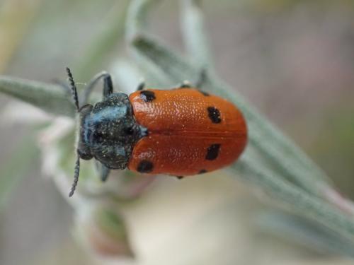 Lachnaia tristigma