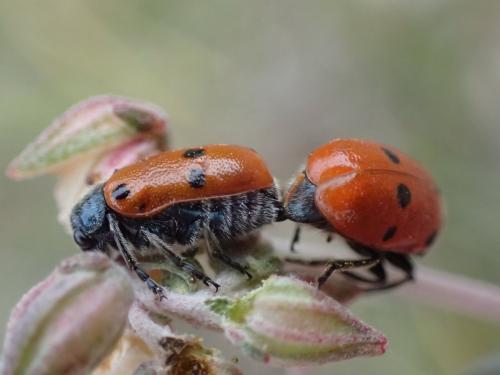 Lachnaia tristigma