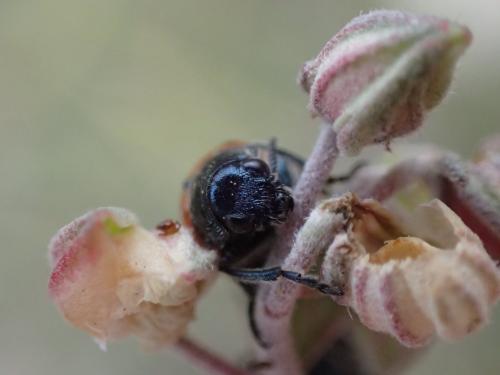 Réf. 253 182 : Lachnaia tristigma