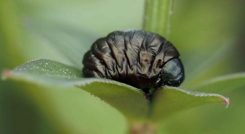 Réf. 253 371 : Timarcha tenebricosa