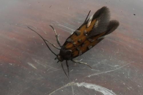 Réf. 253 179 : Pancalia schwarzella