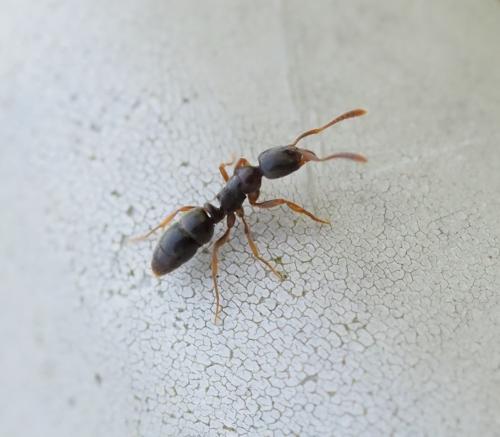 Ponerinae
