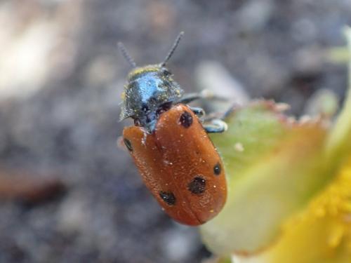 Réf. 253 348 : Lachnaia tristigma
