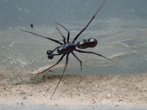 Neriene furtiva