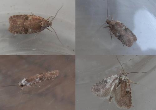 Réf. 253 651 : Agonopterix purpurea