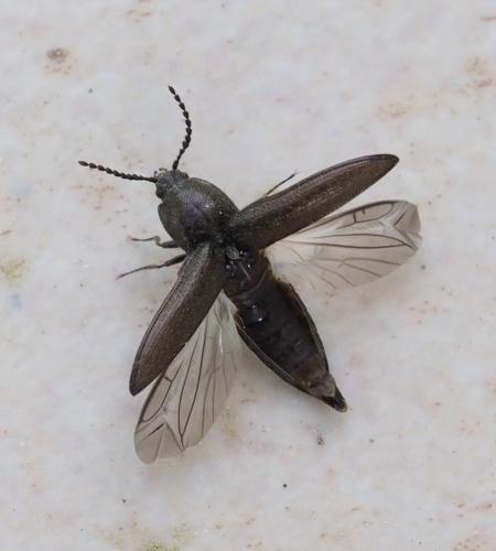 Cidnopus sp.